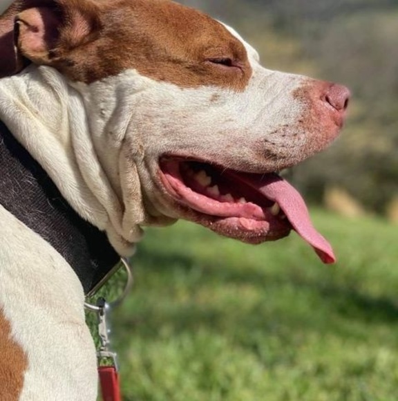 Meet your Posher, Freddie - Picture 1 of 1